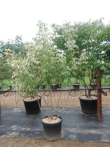 Acer negundo 'Flamingo' 175-200 cm cont. 50L meerstammig