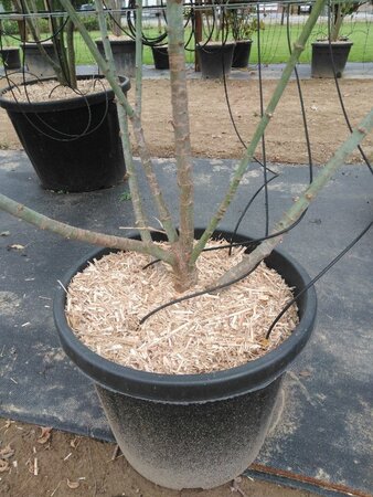 Acer negundo 'Flamingo' 175-200 cm cont. 50L meerstammig - afbeelding 2