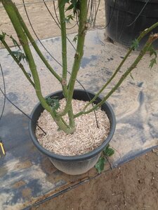 Acer palmatum 175-200 cm cont. 50L meerstammig