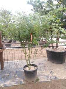 Acer palmatum 175-200 cm cont. 50L meerstammig - afbeelding 2