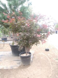 Acer pal. 'Atropurpureum' 175-200 cm cont. 50L meerstammig