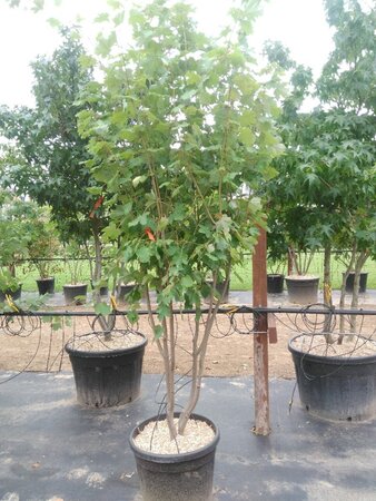 Acer rubrum 'October Glory' 250-300 cm cont. 50L meerstammig