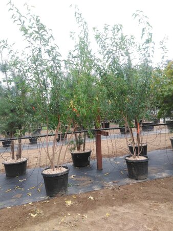 Acer tataricum ginnala 200-250 cm cont. 50L meerstammig - afbeelding 1