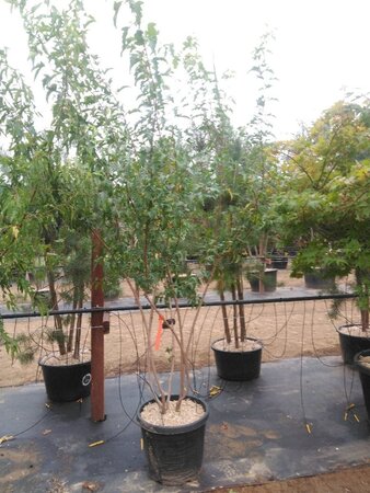 Acer tataricum ginnala 200-250 cm cont. 50L meerstammig - afbeelding 2