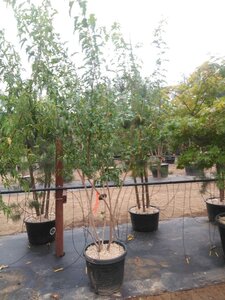 Acer tataricum ginnala 200-250 cm cont. 50L meerstammig - afbeelding 2