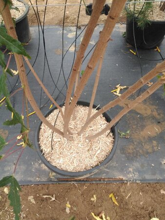 Acer tataricum ginnala 200-250 cm cont. 50L meerstammig - afbeelding 3