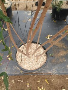 Acer tataricum ginnala 200-250 cm cont. 50L meerstammig - afbeelding 3