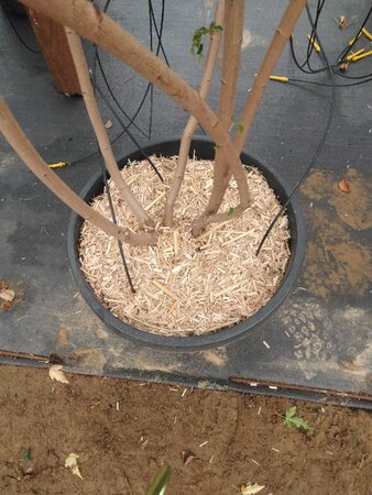 Acer tataricum ginnala 200-250 cm cont. 50L meerstammig - afbeelding 4