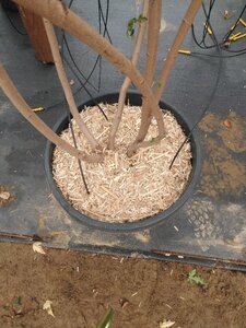 Acer tataricum ginnala 200-250 cm cont. 50L meerstammig - afbeelding 4