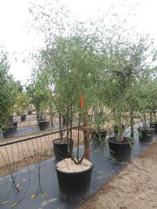 Alnus glutinosa 'Imperialis' 250-300 cm cont. 110L meerstammig
