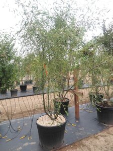 Alnus glutinosa 'Imperialis' 250-300 cm cont. 110L meerstammig - afbeelding 2