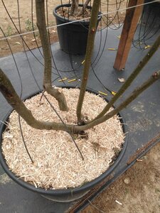 Alnus glutinosa 'Imperialis' 250-300 cm cont. 110L meerstammig - afbeelding 3