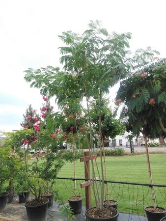 Albizia julibrissin 300-350 cm cont. 150L meerstammig