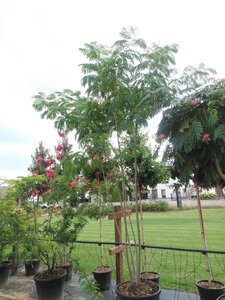 Albizia julibrissin 300-350 cm cont. 150L meerstammig