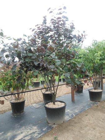 Cercis can. 'Merlot' 200-250 cm cont. 110L meerstammig - afbeelding 1