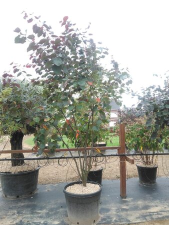 Cercis can. 'Merlot' 200-250 cm cont. 110L meerstammig - afbeelding 2