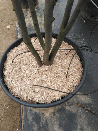 Cercis can. 'Merlot' 200-250 cm cont. 110L meerstammig - afbeelding 3