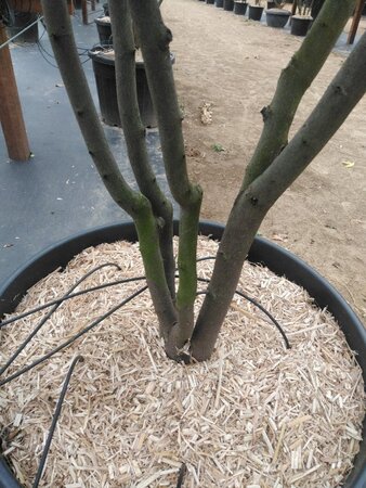 Cercis can. 'Merlot' 200-250 cm cont. 110L meerstammig - afbeelding 4