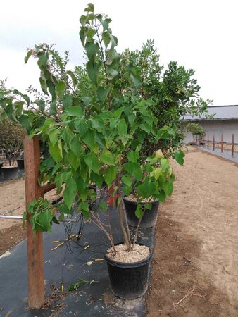 Clerodendrum trichotomum 200-250 cm cont. 50L meerstammig - afbeelding 1