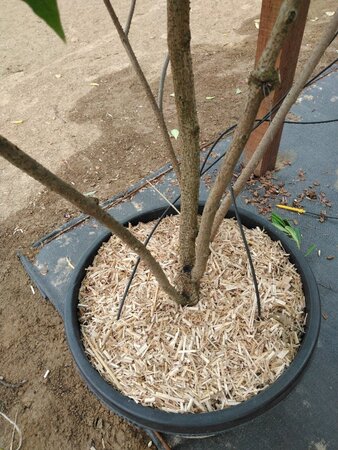 Clerodendrum trichotomum 200-250 cm cont. 50L meerstammig - afbeelding 2