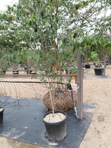 Cornus kousa chinensis 175-200 cm cont. 45L meerstammig