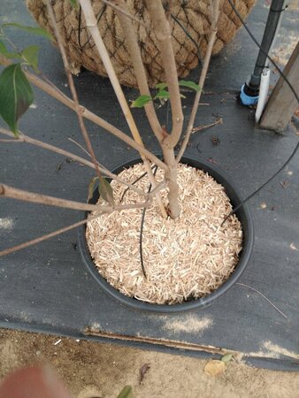 Cornus kousa chinensis 175-200 cm cont. 45L meerstammig - afbeelding 2