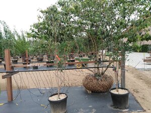 Cornus kousa chinensis 175-200 cm cont. 45L meerstammig - afbeelding 3