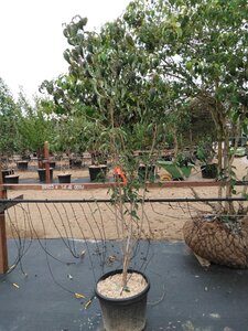 Cornus kousa chinensis 175-200 cm cont. 45L meerstammig - afbeelding 4
