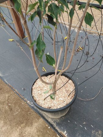 Cornus kousa chinensis 175-200 cm cont. 45L meerstammig - afbeelding 5