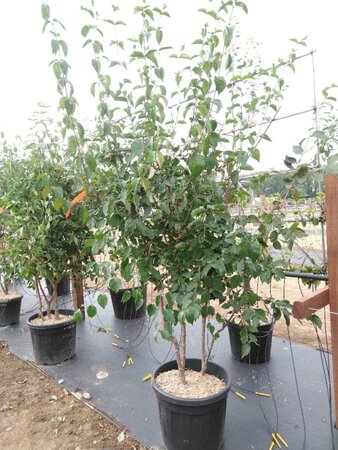 Cornus mas 200-250 cm cont. 50L meerstammig - afbeelding 1