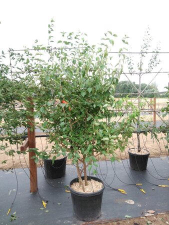 Cornus mas 200-250 cm cont. 50L meerstammig - afbeelding 2