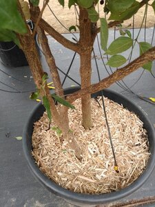 Cornus mas 200-250 cm cont. 50L meerstammig - afbeelding 3