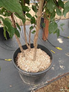 Cornus mas 200-250 cm cont. 50L meerstammig - afbeelding 4
