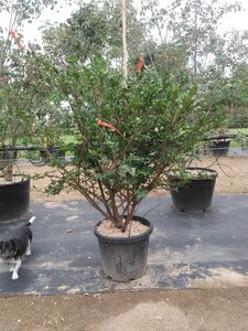 Euonymus alatus 125-150 cm cont. 35L meerstammig - afbeelding 1