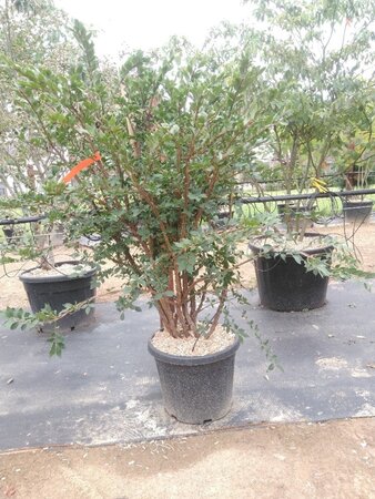 Euonymus alatus 125-150 cm cont. 35L meerstammig - afbeelding 2