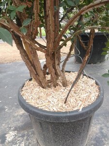 Euonymus alatus 125-150 cm cont. 35L meerstammig - afbeelding 3