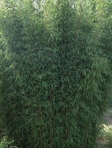 Fargesia angustissima 40-60 cm cont. 5,0L - afbeelding 2