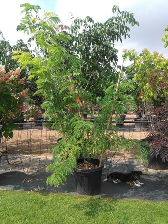 Gleditsia triac. 'Sunburst' 175-200 cm cont. 50L meerstammig