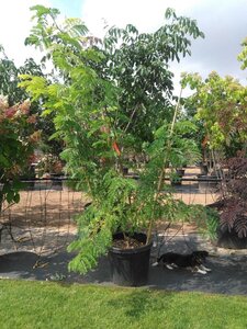 Gleditsia triac. 'Sunburst' 175-200 cm cont. 50L meerstammig