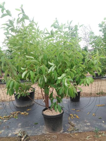 Halesia carolina 175-200 cm cont. 50L meerstammig - afbeelding 1