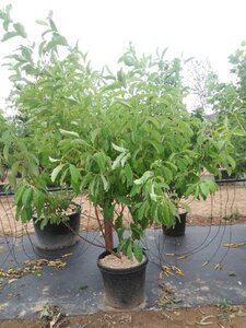 Halesia carolina 175-200 cm cont. 50L meerstammig - afbeelding 1