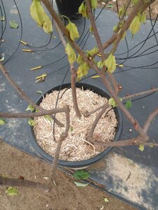 Halesia carolina 175-200 cm cont. 50L meerstammig - afbeelding 2