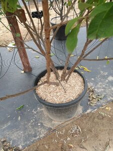 Halesia carolina 175-200 cm cont. 50L meerstammig - afbeelding 3