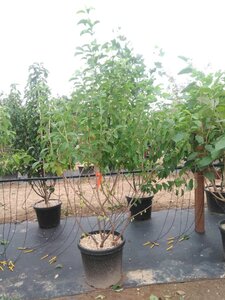 Halesia carolina 175-200 cm cont. 50L meerstammig - afbeelding 4