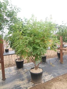 Koelreuteria paniculata 200-250 cm cont. 50L multi-stem
