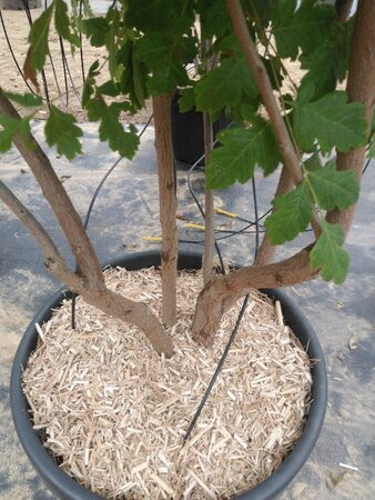 Koelreuteria paniculata 200-250 cm cont. 50L multi-stem - image 2