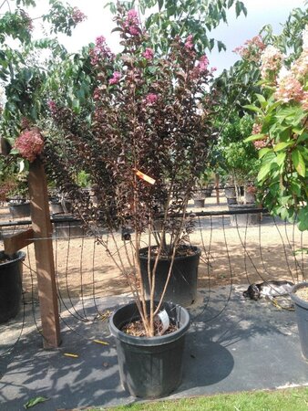 Lagerstroemia i. Shell Pink 175-200 cm cont. 50L meerstammig