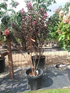 Lagerstroemia i. Shell Pink 175-200 cm cont. 50L meerstammig