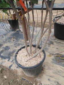Magnolia 'Galaxy' 200-250 cm cont. 50L meerstammig