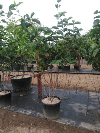 Magnolia 'Galaxy' 200-250 cm cont. 50L meerstammig - afbeelding 2